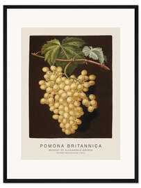 Gerahmter Kunstdruck Pomona Britannica - Muscat of Alexandria
