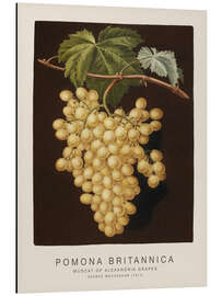Magnettafel Pomona Britannica - Muscat of Alexandria