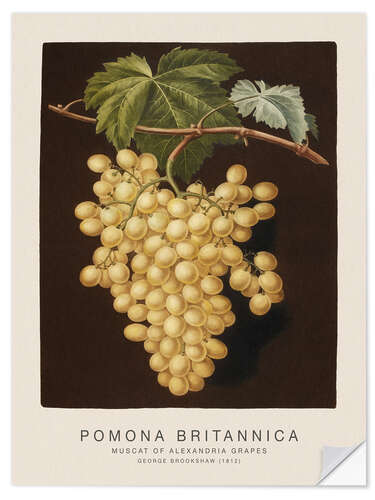 Muursticker Pomona Britannica - Muscat of Alexandria