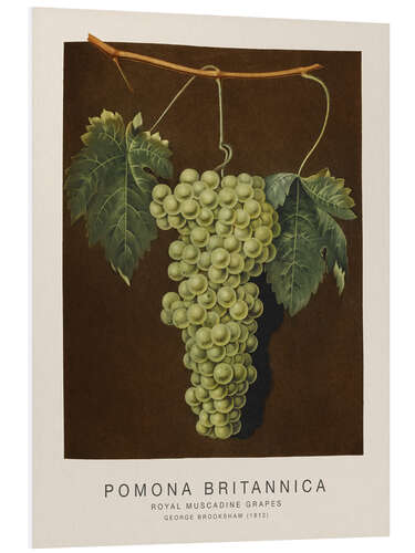 Foam board print Pomona Britannica - Royal Muscadine Grapes