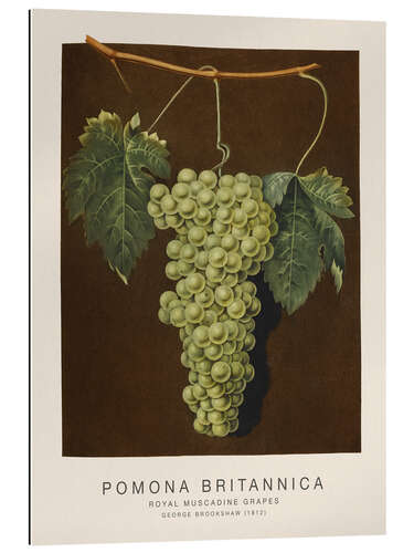 Gallery Print Pomona Britannica - Royal Muscadine Grapes