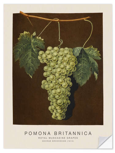 Wall sticker Pomona Britannica - Royal Muscadine Grapes