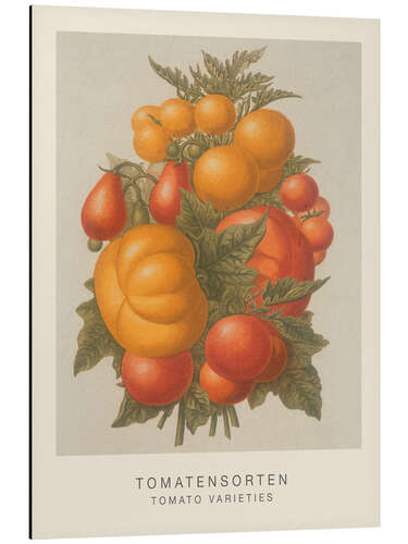 Aluminium print Tomato Varieties