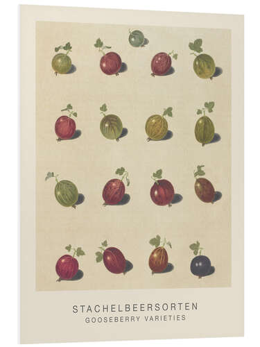 Foam board print Gooseberry Varieties