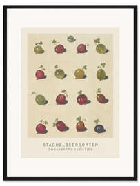 Gerahmter Kunstdruck Stachelbeersorten
