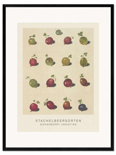 Impressão artística com moldura Gooseberry Varieties