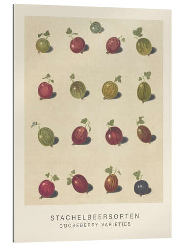 Gallery print Gooseberry Varieties