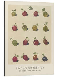 Magnettafel Stachelbeersorten