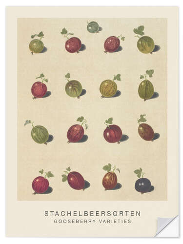 Selvklebende plakat Gooseberry Varieties