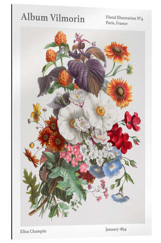 Gallery print Album Vilmorin, Floral Illustration n° 4, 1854