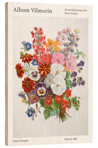 Holzbild Album Vilmorin, Floral Illustration n° 6, 1856