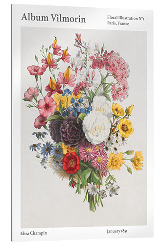 Gallery print Album Vilmorin, Floral Illustration n° 1, 1851