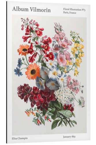 Cuadro de aluminio Album Vilmorin, Floral Illustration n° 3, 1853