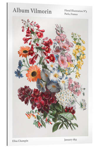 Cuadro de plexi-alu Album Vilmorin, Floral Illustration n° 3, 1853