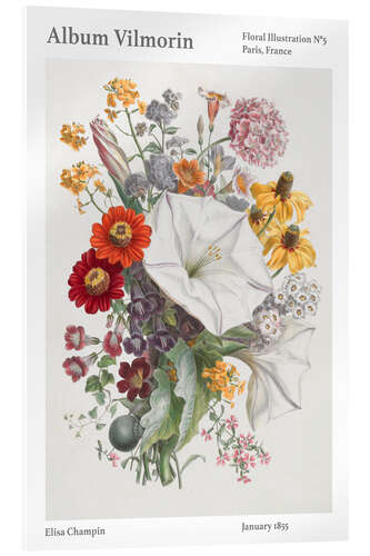 Acrylglasbild Album Vilmorin, Floral Illustration n° 5, 1855