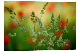 Aluminium print Grass on a spring meadow I