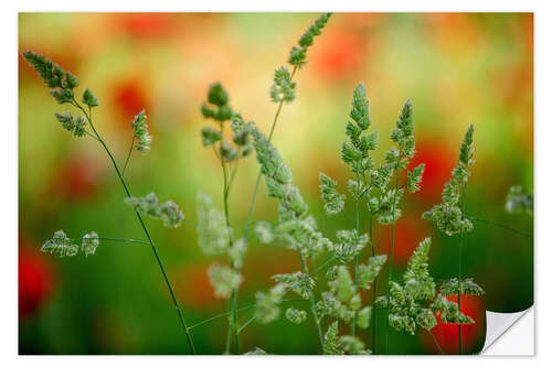 Sticker mural Grass on a spring meadow I