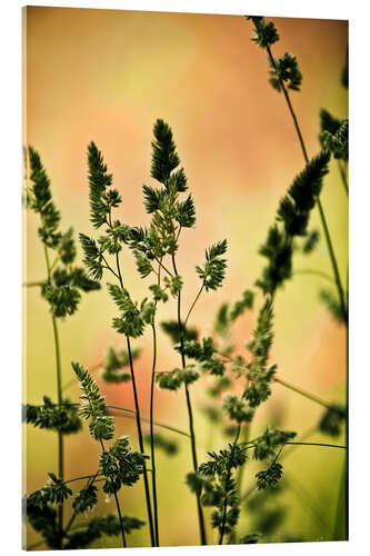 Quadro em acrílico Grass on a spring meadow II