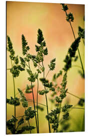 Aluminium print Grass on a spring meadow II