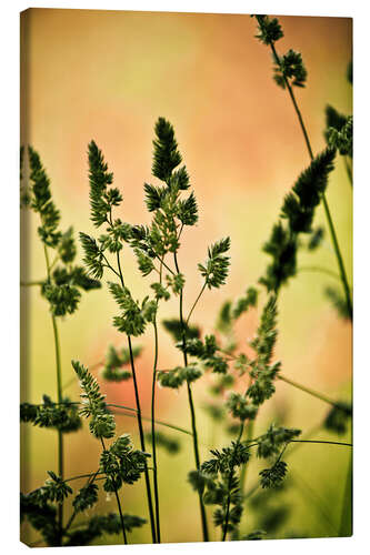 Canvas-taulu Grass on a spring meadow II