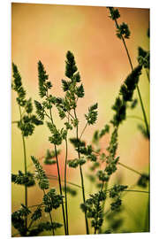 Foam board print Grass on a spring meadow II