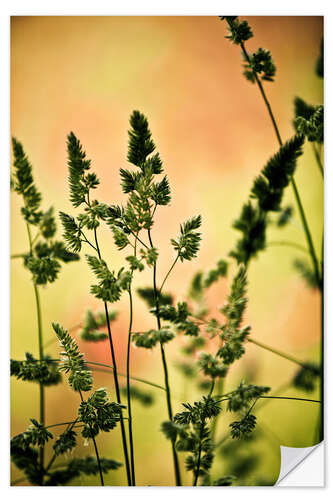 Wall sticker Grass on a spring meadow II