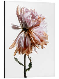 Aluminium print Withering Chrysanthemum I