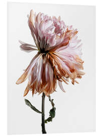 Stampa su PVC Withering Chrysanthemum I