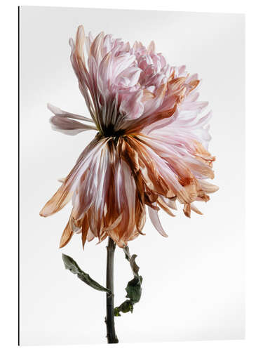 Quadro em plexi-alumínio Withering Chrysanthemum I