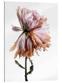 Gallery print Withering Chrysanthemum I