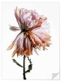 Muursticker Withering Chrysanthemum I