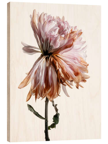 Quadro de madeira Withering Chrysanthemum I