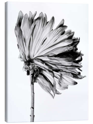 Canvas print Withering Chrysanthemum II