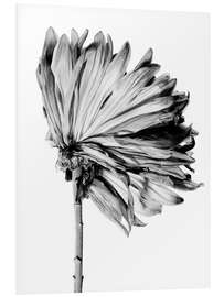 Foam board print Withering Chrysanthemum II