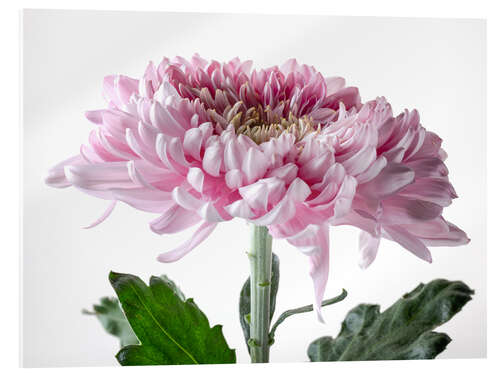 Akrylglastavla Pink Chrysanthemum