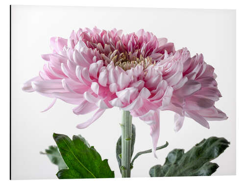 Aluminium print Pink Chrysanthemum