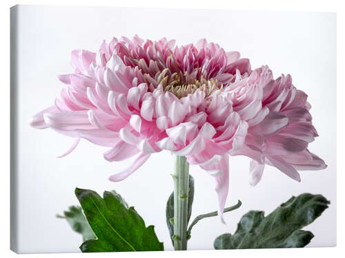 Canvastavla Pink Chrysanthemum