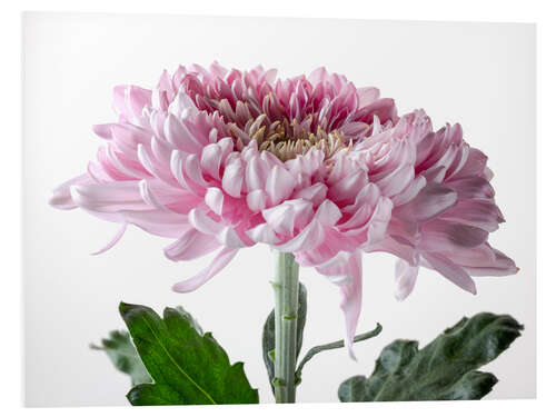 Foam board print Pink Chrysanthemum