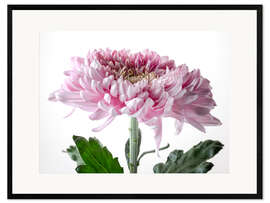 Impression artistique encadrée Pink Chrysanthemum