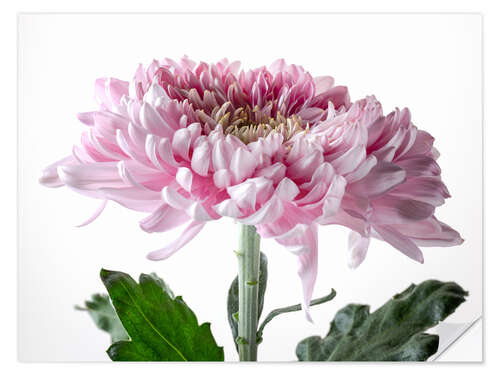 Naklejka na ścianę Pink Chrysanthemum