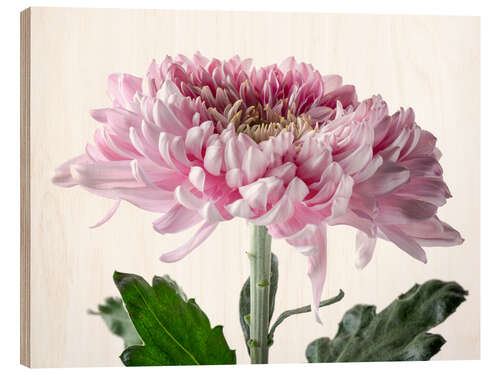 Wood print Pink Chrysanthemum