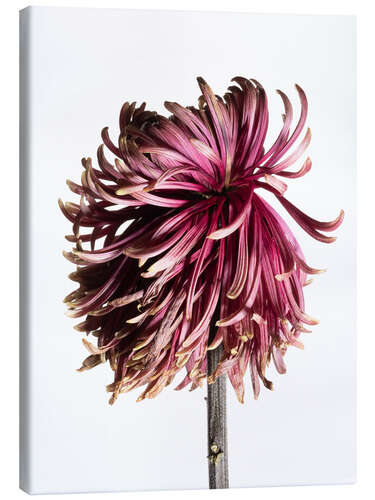 Stampa su tela Withering Chrysanthemum V