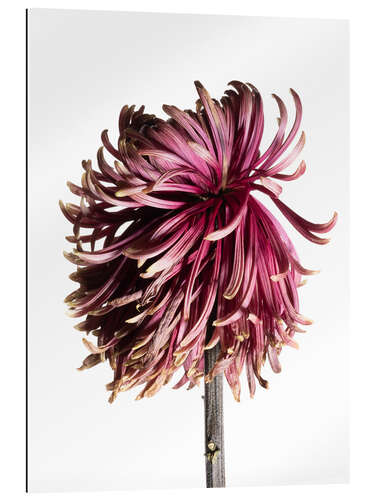 Gallery print Withering Chrysanthemum V