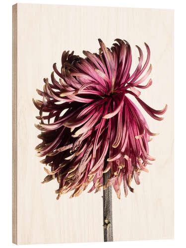 Hout print Withering Chrysanthemum V