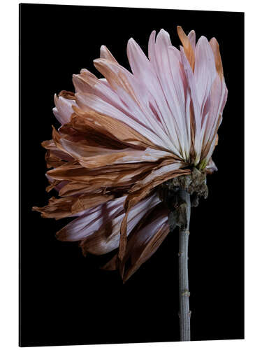 Cuadro de aluminio Withering Chrysanthemum III