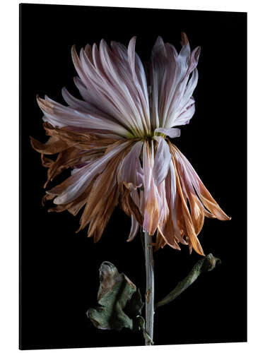 Aluminium print Withering Chrysanthemum IV