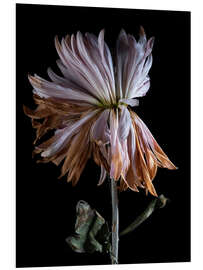 Foam board print Withering Chrysanthemum IV