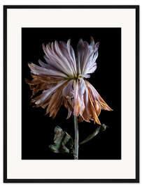 Gerahmter Kunstdruck Verwelkende Chrysantheme IV