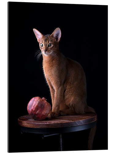 Tableau en verre acrylique Young Abyssinian Cat II