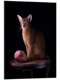 Acrylglas print Young Abyssinian Cat II